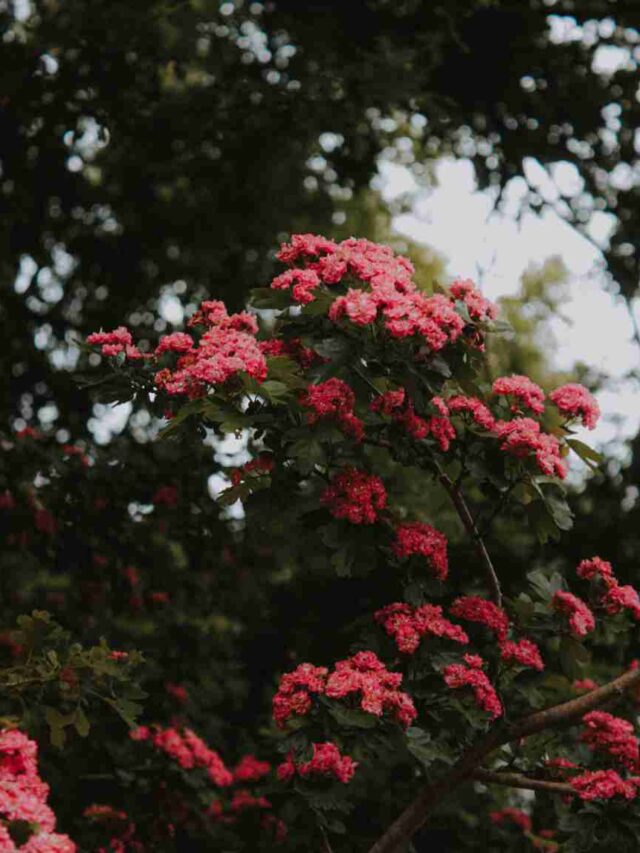 Fast growing, space saving trees for your garden which thrives through seasons.